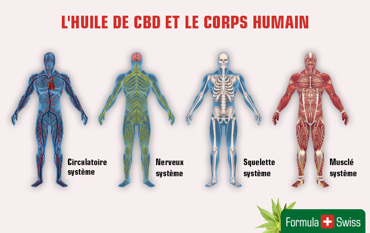 Comment l'huile de CBD fonctionne-t-elle ? Le guide complet pour comprendre le CBD dans le corps humain