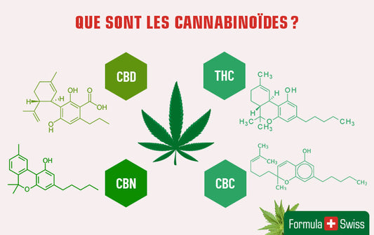 Que sont les cannabinoïdes? Le guide complet des cannabinoïdes et leurs bienfaits