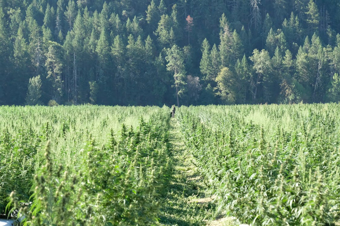Programmes pilotes sur le cannabis en Suisse: Une nouvelle ère