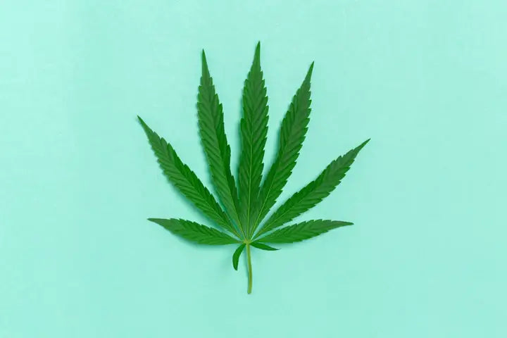 Qu'est-ce que le cannabis ?