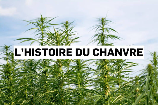 L’histoire du chanvre