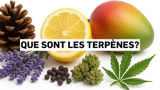 Que sont les terpènes?