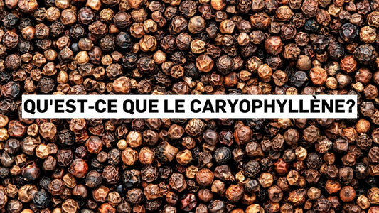 Qu'est-ce que le caryophyllène?