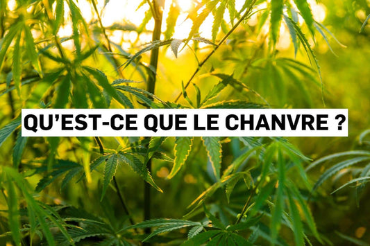 Qu’est-ce que le chanvre ?