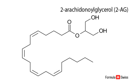 2-AG et anandamide - deux endocannabinoïdes importants