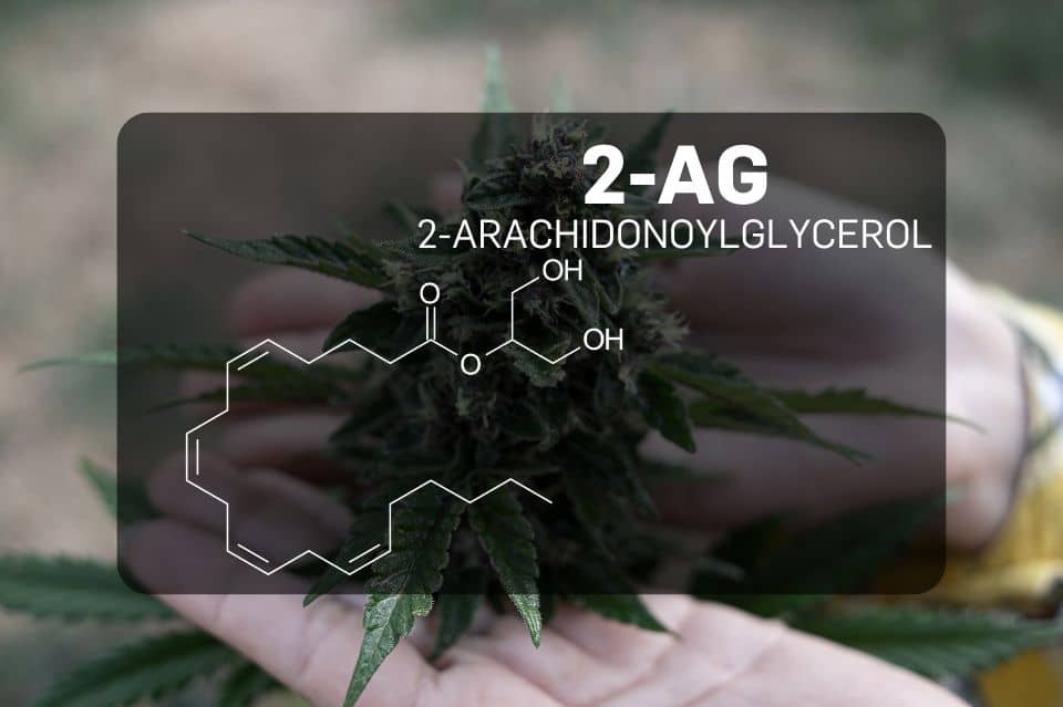 2-AG et anandamide - deux endocannabinoïdes importants