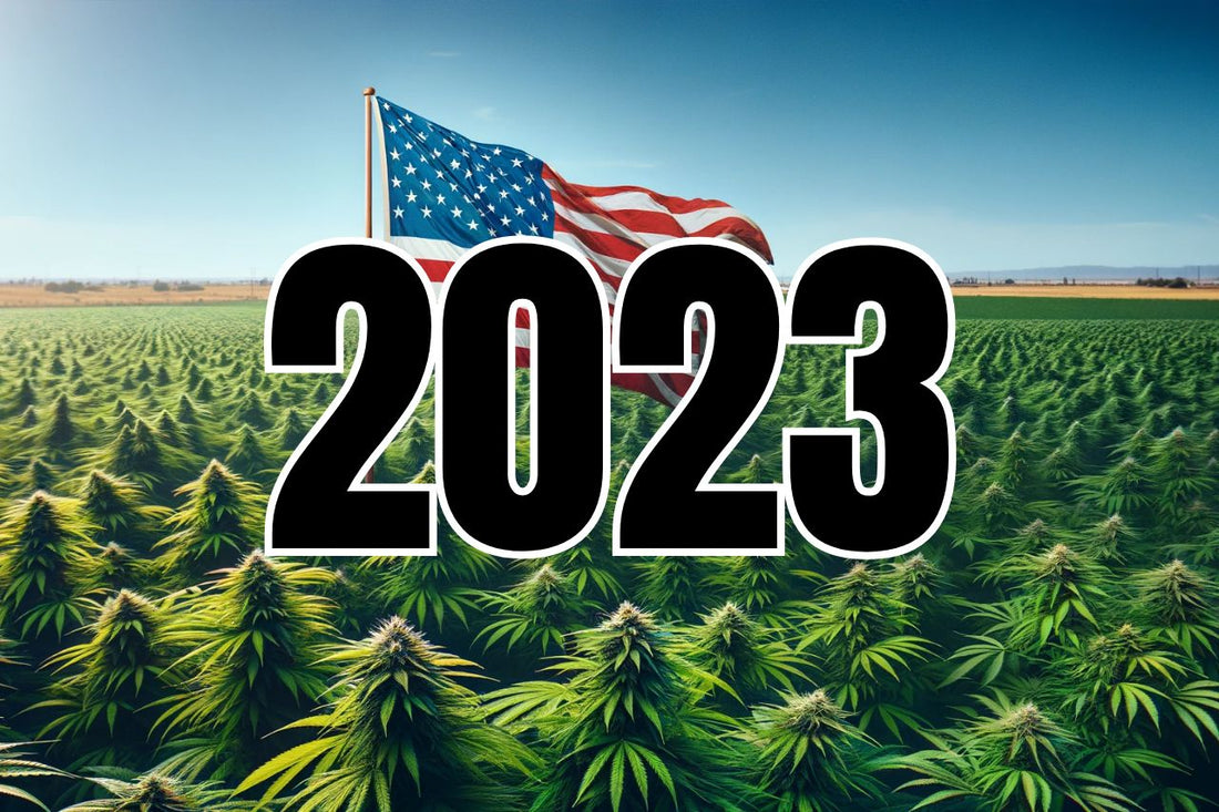 Drapeau américain dans un champ de cannabis