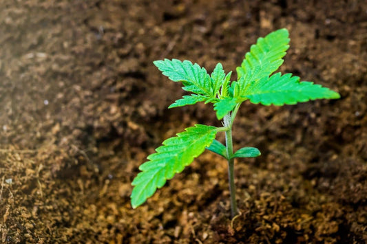 Plante de cannabis en terre