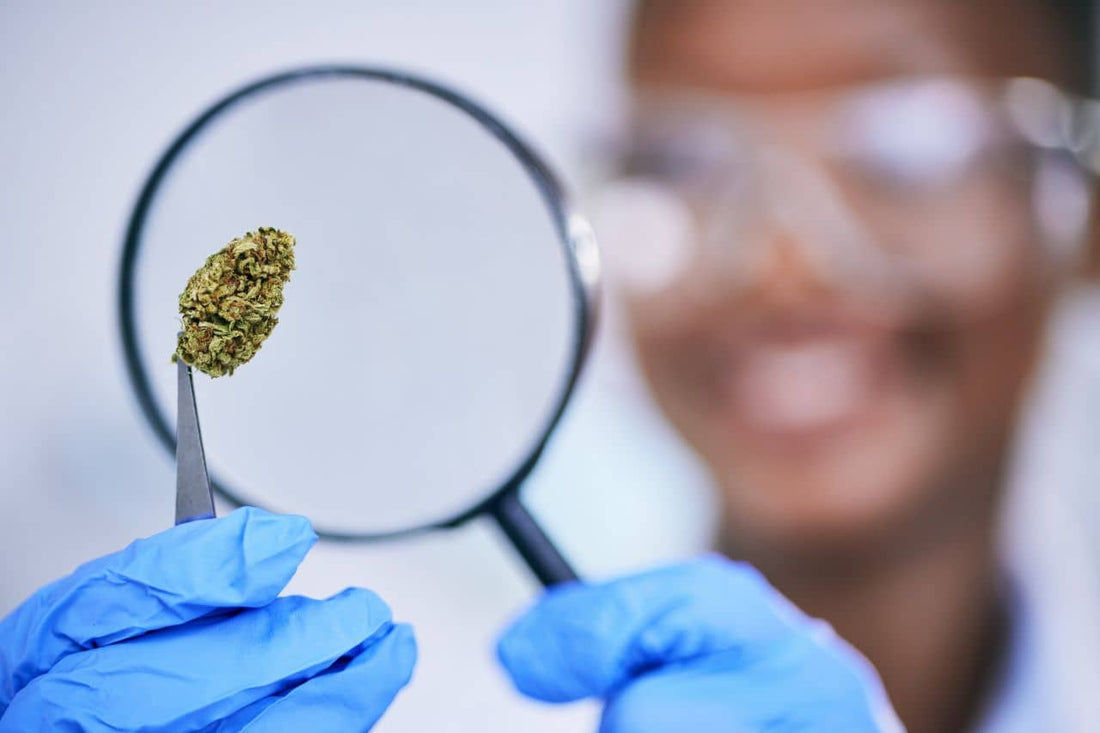 Point de vue scientifique sur le cannabis