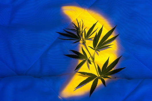Feuilles de cannabis dans le lit