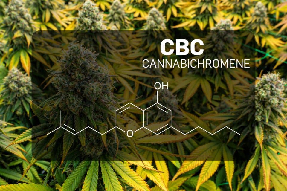 Cannabichromène (CBC)