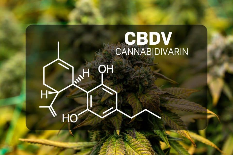 Qu’est-ce que le CBDV (Cannabidivarin)?
