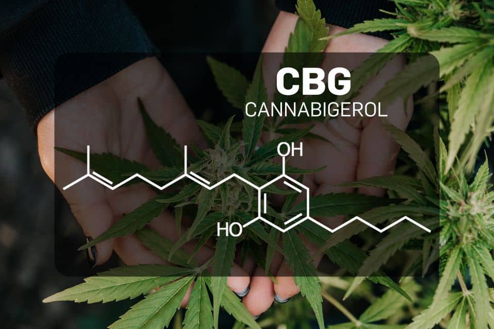 Qu'est-ce que le CBG (Cannabigérol) ?
