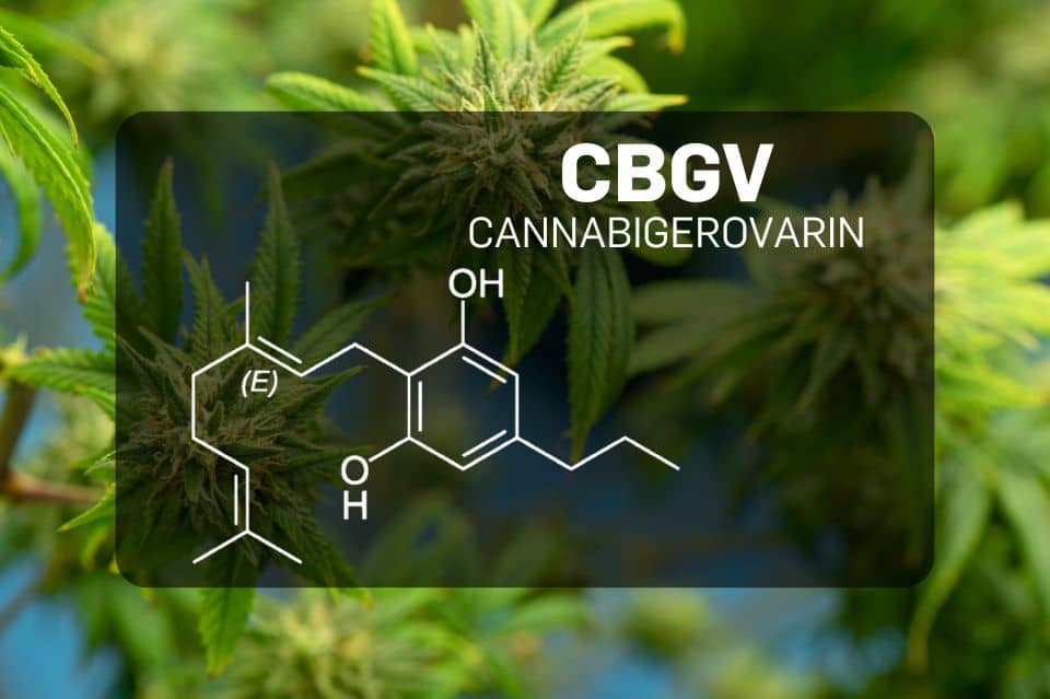 Qu’est-ce que le CBGV (Cannabigérivarine)?