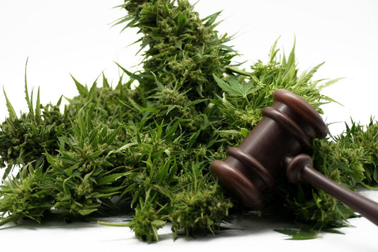 Comparaison des lois sur le cannabis : Un regard sur les approches du Luxembourg et de l'Allemagne