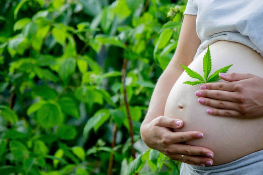 ventre de femme enceinte avec feuille de cannabis