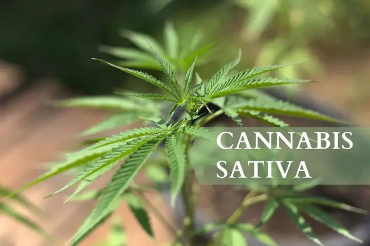Qu'est-ce que le Cannabis Sativa?