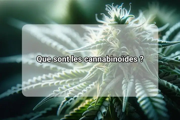 Que sont les cannabinoïdes ? 