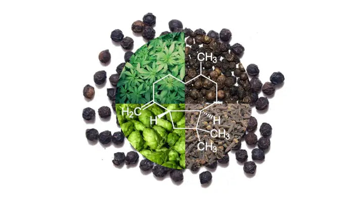 Qu'est-ce que le caryophyllène?