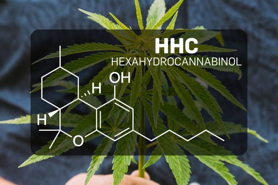 Qu'est-ce que le HHC (hexahydrocannabinol) ?