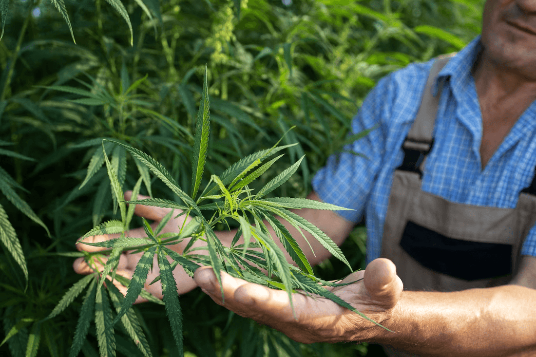 Décision historique en Ouganda : impact sur le cannabis