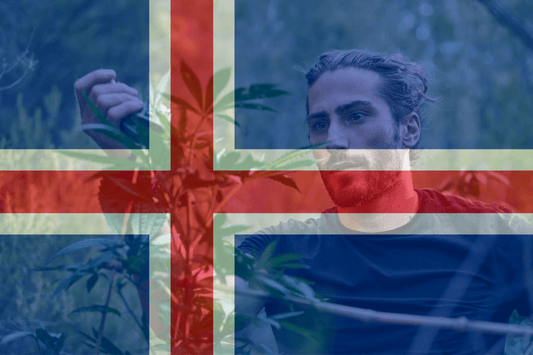 L'Islande propose un projet de cannabis médical