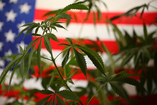 Légalisation du cannabis aux États-Unis