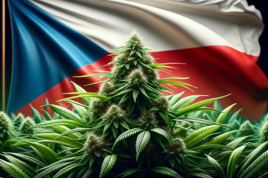 Plante de cannabis et drapeau tchèque