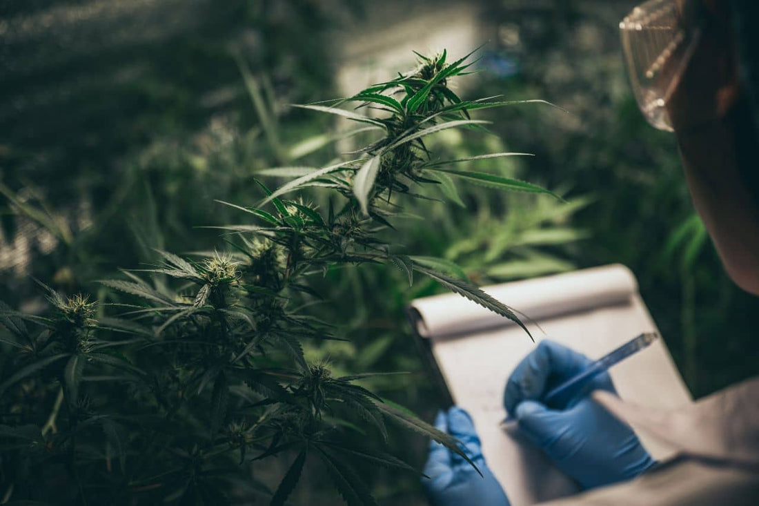 Un scientifique inspectant une plante de cannabis