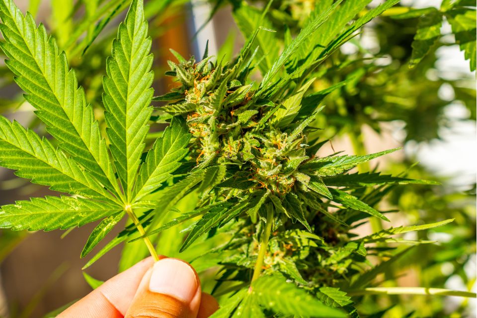 Plante de cannabis symbolisant « l'effet d'entourage ».