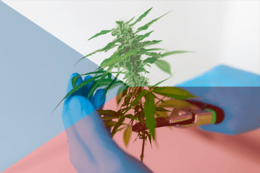 Légalisation du cannabis en République tchèque