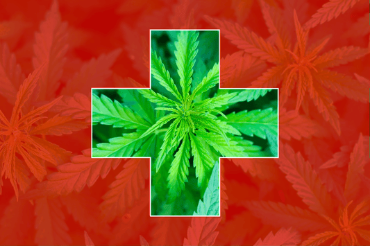 La Suisse prévoit des projets sur le cannabis