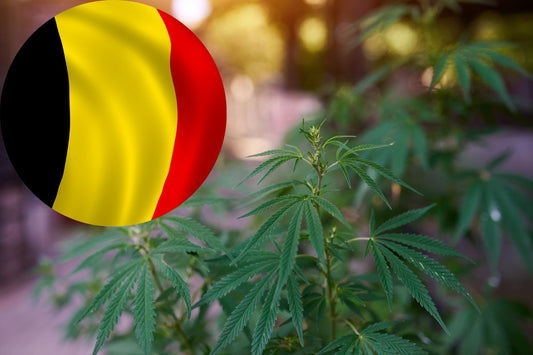  Le chemin de la Belgique vers la légalisation du cannabis