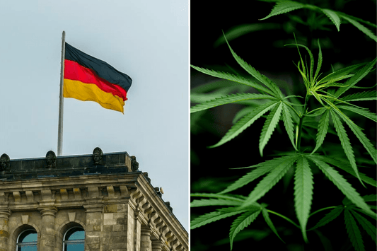 L'Allemagne s'intéresse au succès du cannabis au Canada