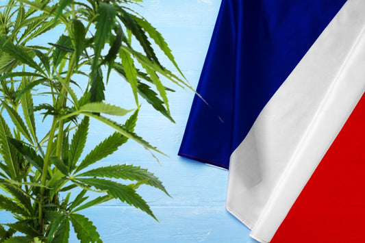 plante de cannabis et drapeau de la France