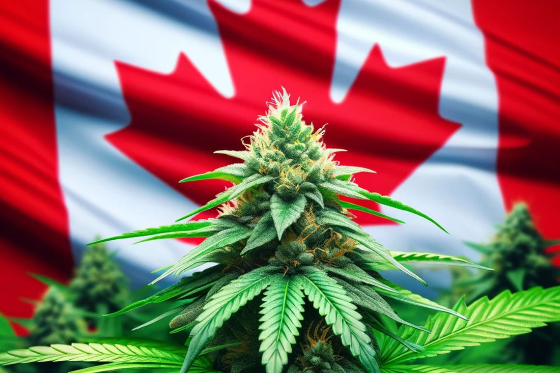 Plante de cannabis devant le drapeau canadien