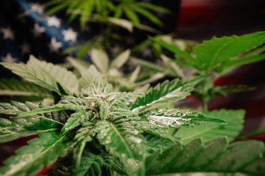 Plante de cannabis devant le drapeau américain