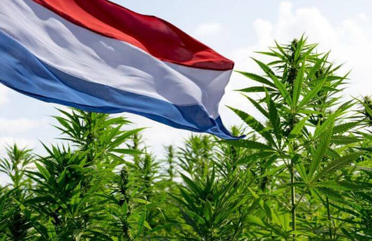 Drapeau néerlandais dans un champ de cannabis