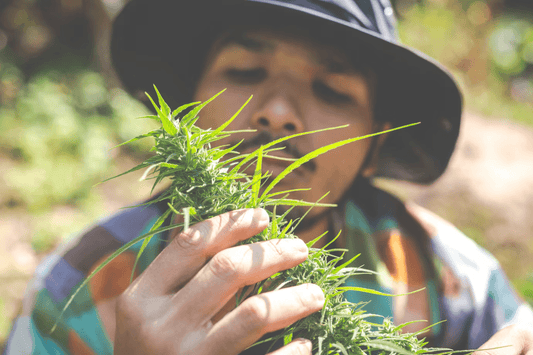 Légalisation du cannabis en Thaïlande