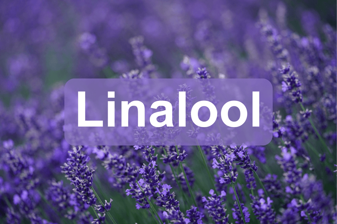 Linalol: Le terpène aromatique et thérapeutique du cannabis