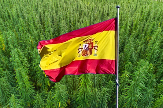 Le drapeau espagnol devant un champ de chanvre