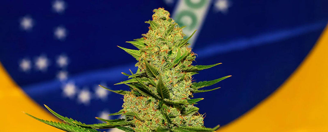 Nos produits sont approuvés en tant que cannabis médicinal au Brésil sous ANVISA