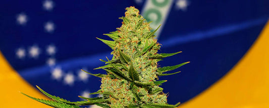Nos produits sont approuvés en tant que cannabis médicinal au Brésil sous ANVISA