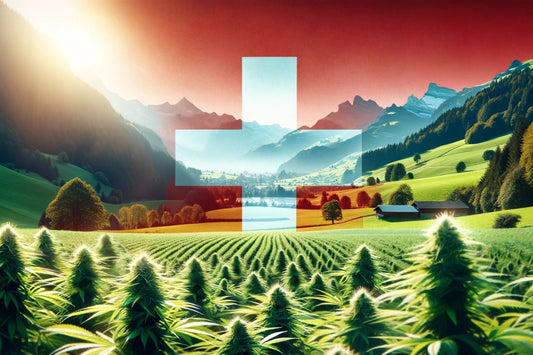 Ferme de cannabis en Suisse