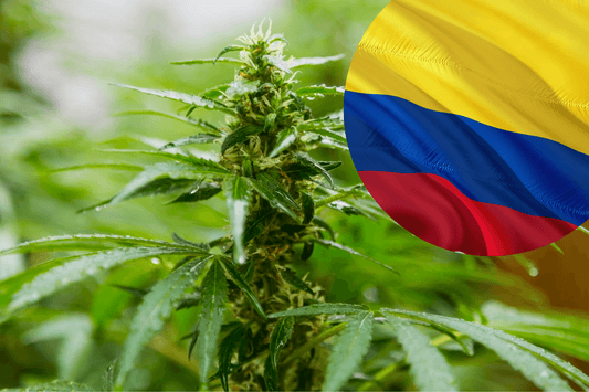 Politique d'exportation de cannabis de la Colombie