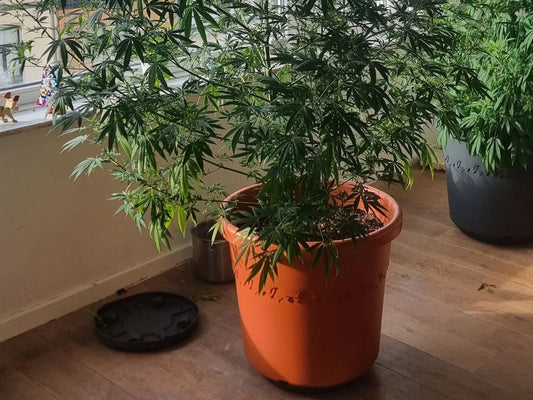 Un membre du Parlement européen montre une plante de cannabis