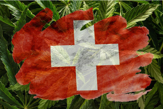 Drapeau suisse avec plante de cannabis en arrière-plan