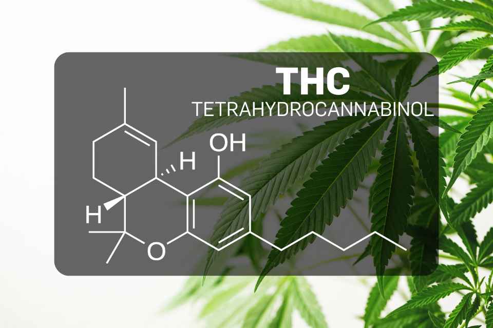 Qu'est-ce que le THC (tétrahydrocannabinol) ?