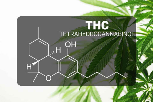 Qu'est-ce que le THC (tétrahydrocannabinol) ?