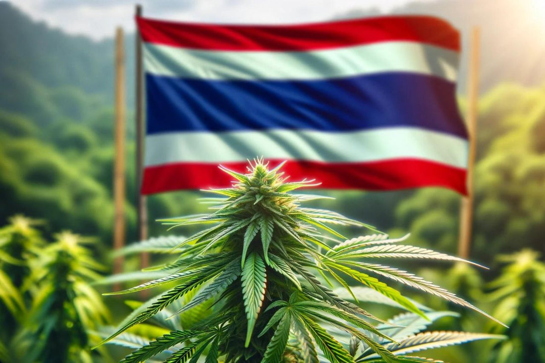 Drapeau de la Thaïlande et plante de cannabis